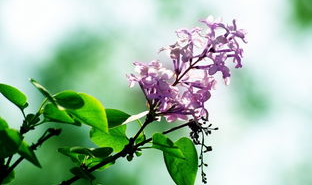 丁香花高清在线观看完整版,高清重温,情感共鸣的完整篇章