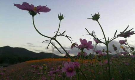 遍地鲜花打一地名,昆明——四季如春,遍地鲜花的浪漫之地”